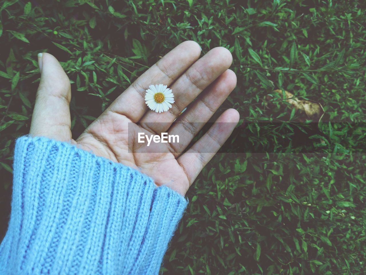 Cropped hand of woman holding white daisy on grassy land