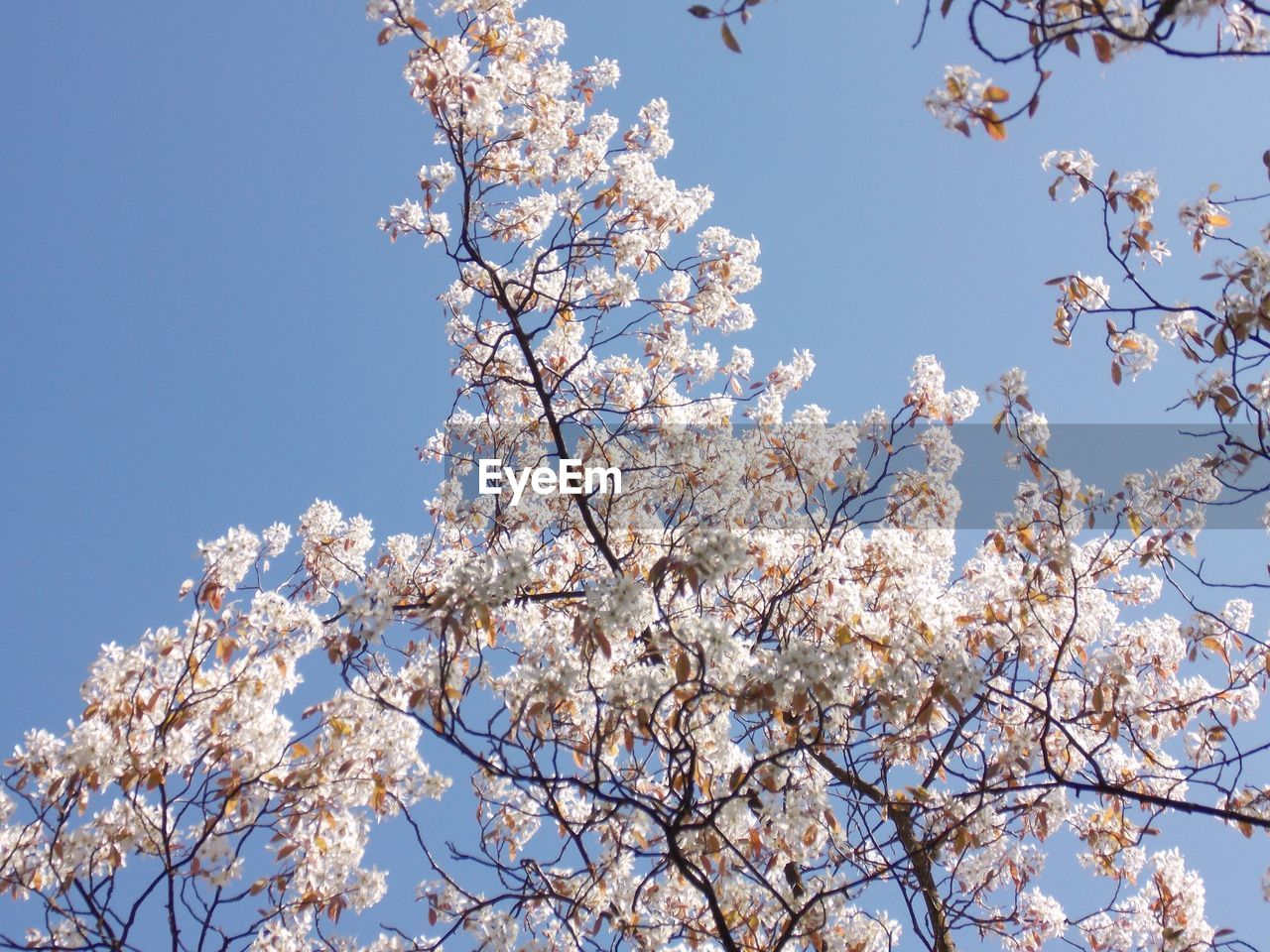 Low angle view of blossom tree against sky