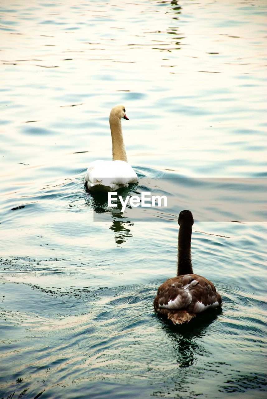 SWAN SWIMMING ON LAKE