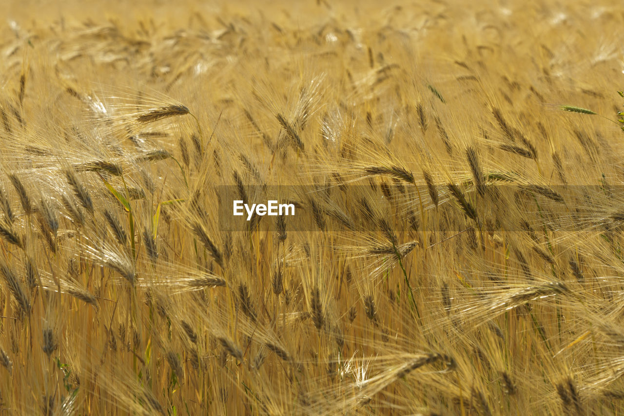 Full frame shot of the wheat field