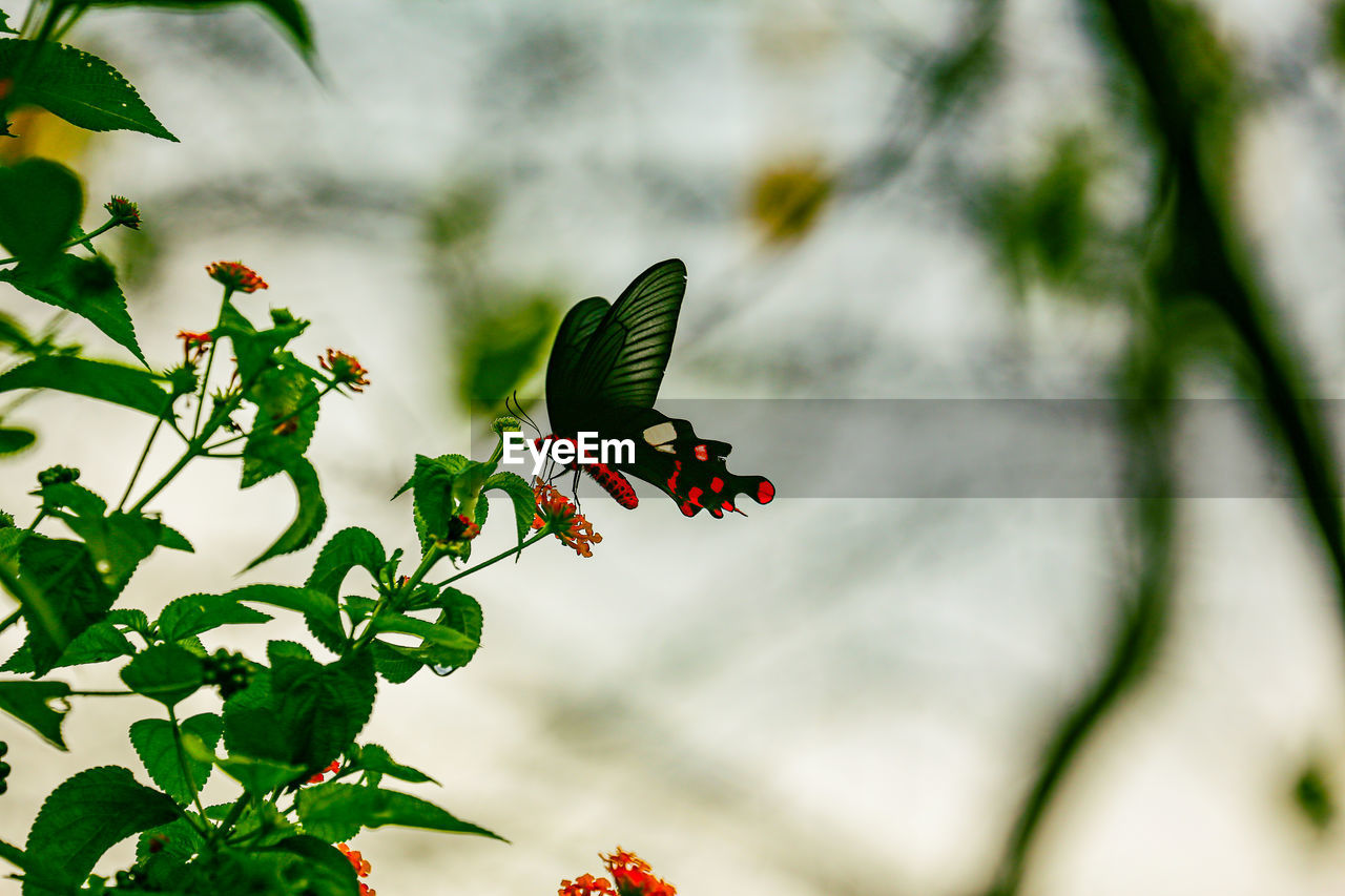 CLOSE-UP OF BUTTERFLY POLLINATING ON PLANT