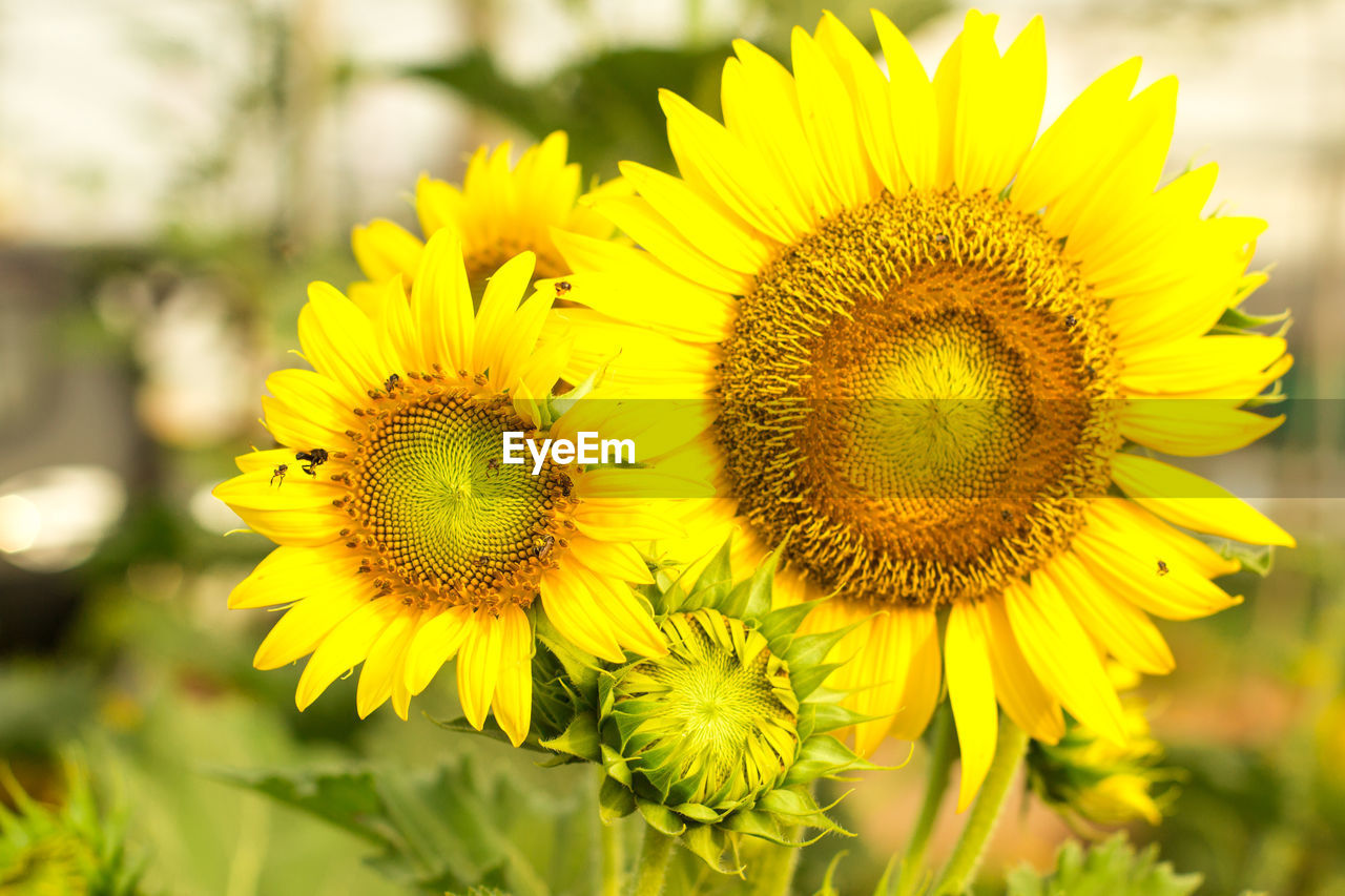 CLOSE-UP OF SUNFLOWERS ON YELLOW FLOWERING PLANT