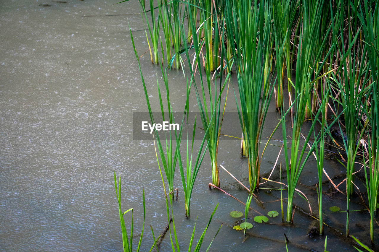 PLANTS GROWING ON LAKE