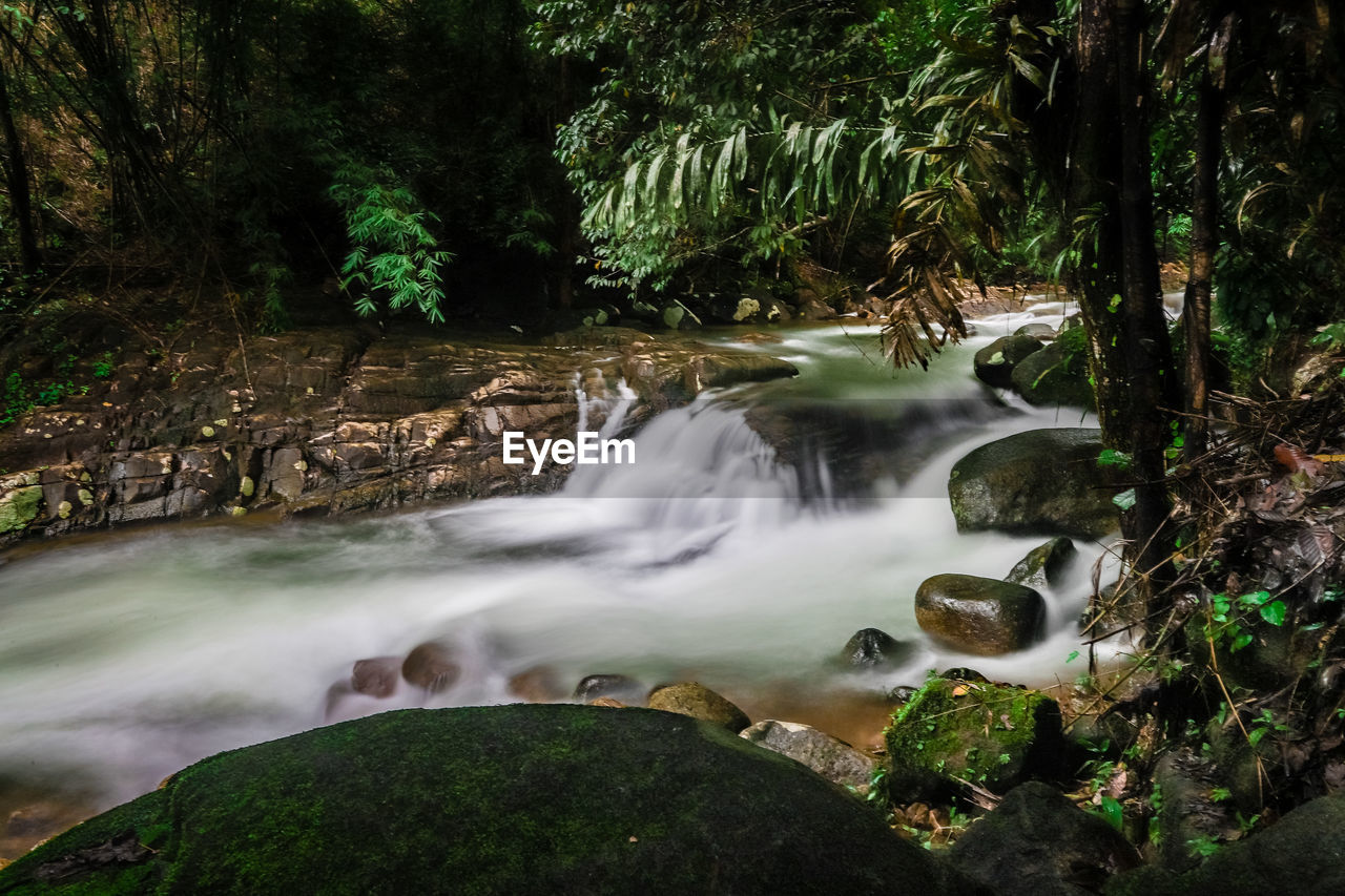 VIEW OF WATERFALL IN FOREST