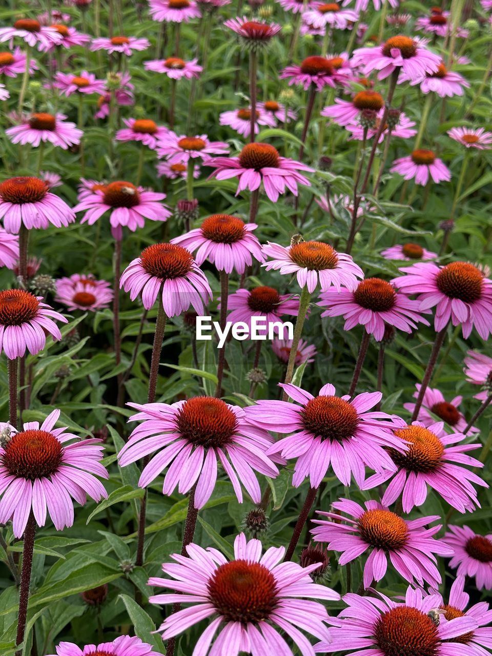 flower, flowering plant, plant, freshness, beauty in nature, fragility, growth, petal, flower head, inflorescence, nature, close-up, no people, day, high angle view, field, land, pollen, outdoors, wildflower, pink, botany, purple, full frame