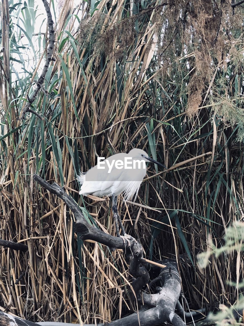 HIGH ANGLE VIEW OF BIRDS IN NEST