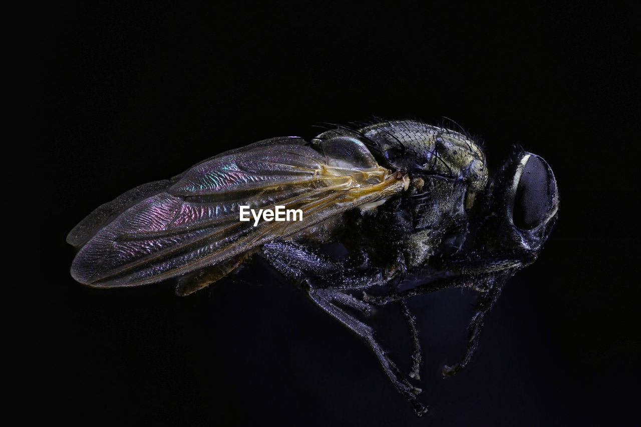 Close-up of insect against black background