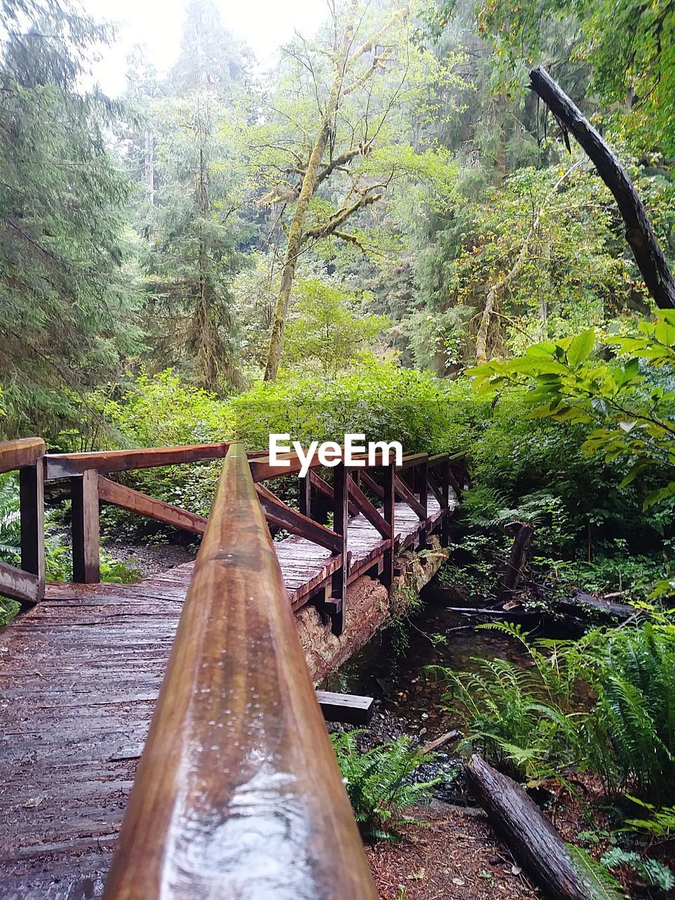 FOOTBRIDGE OVER FOREST