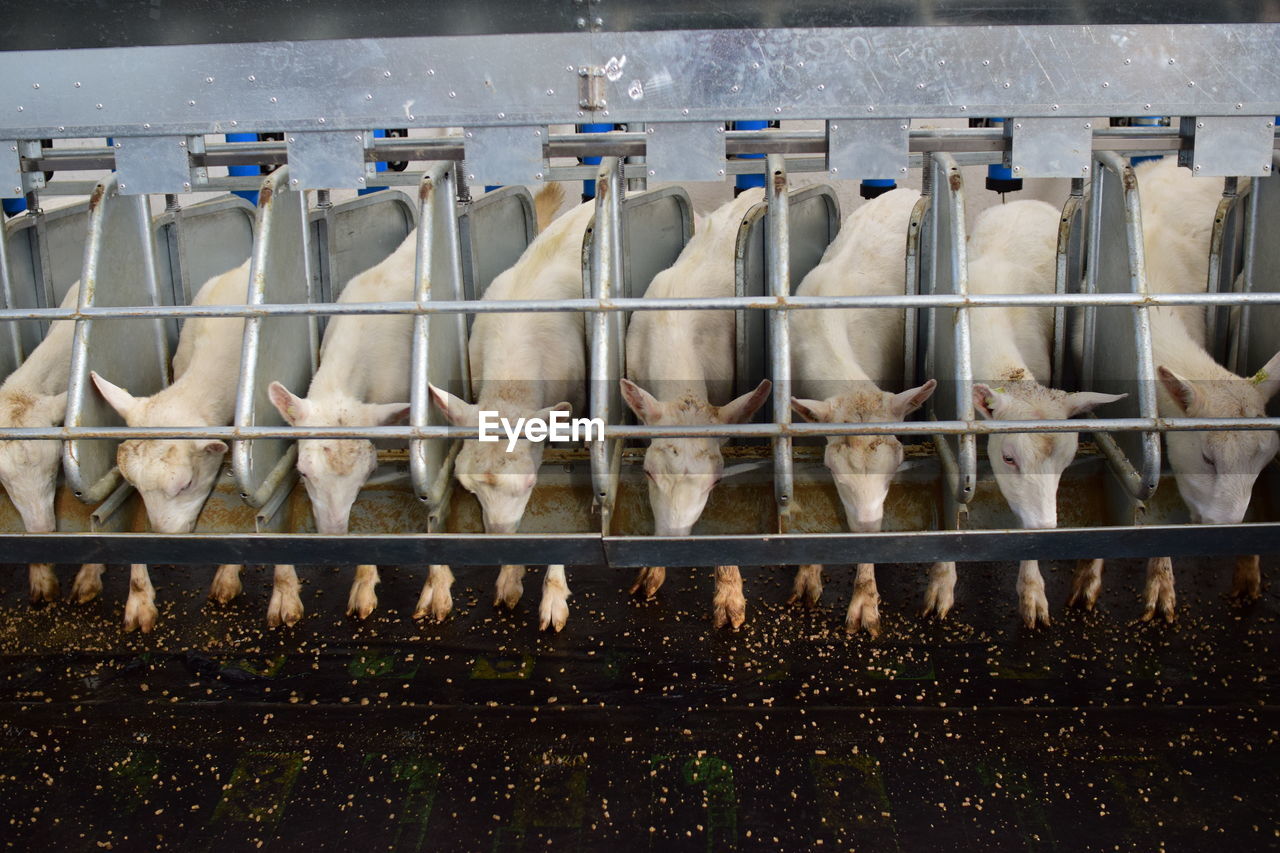 High angle view of cows by trough at farm