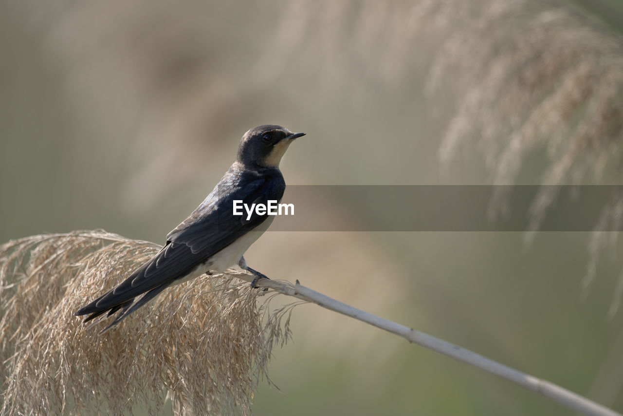 close-up of bird perching