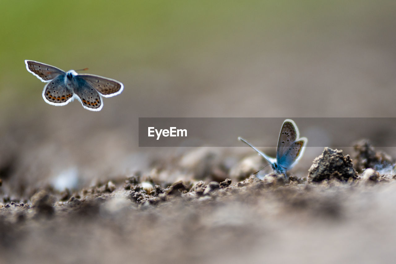 Close-up of butterfly on ground