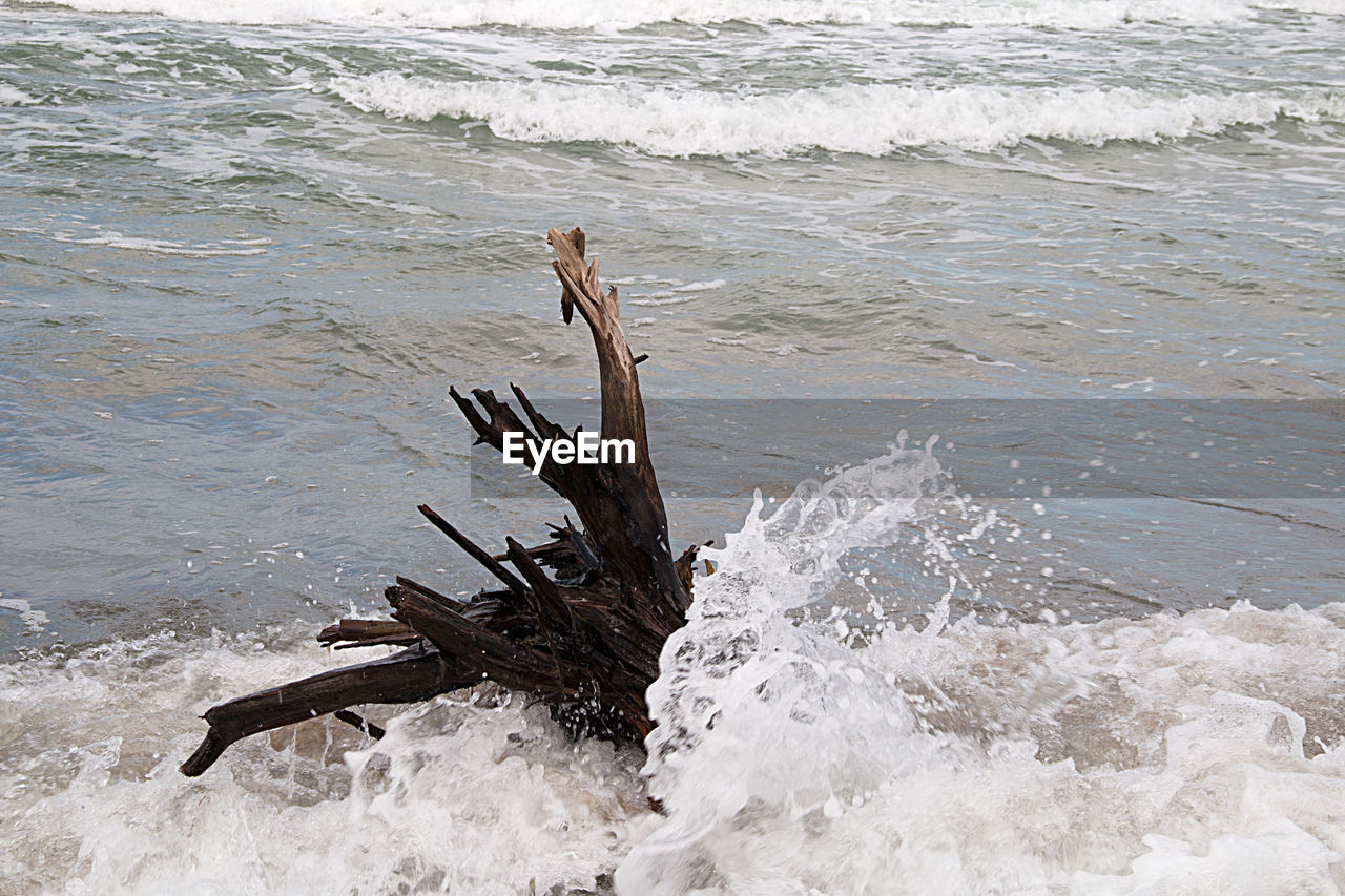 CLOSE-UP OF BIRDS ON BEACH