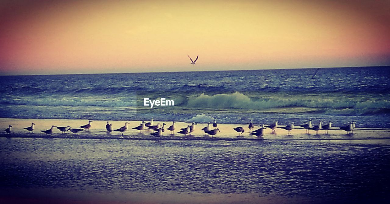 BIRDS FLYING OVER SEA AGAINST SKY