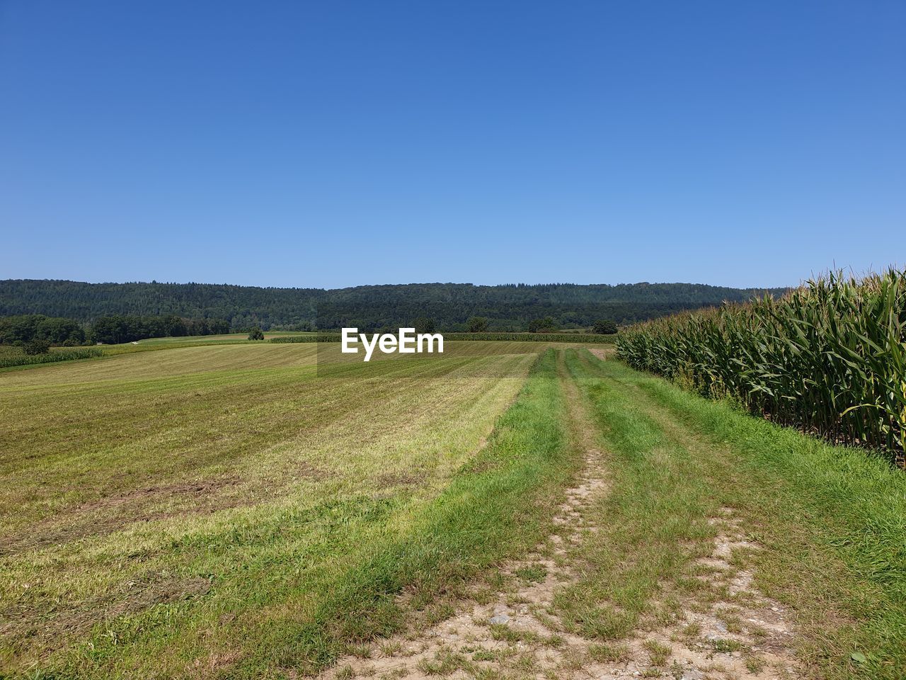 Scenic view of agricultural field against clear blue sky