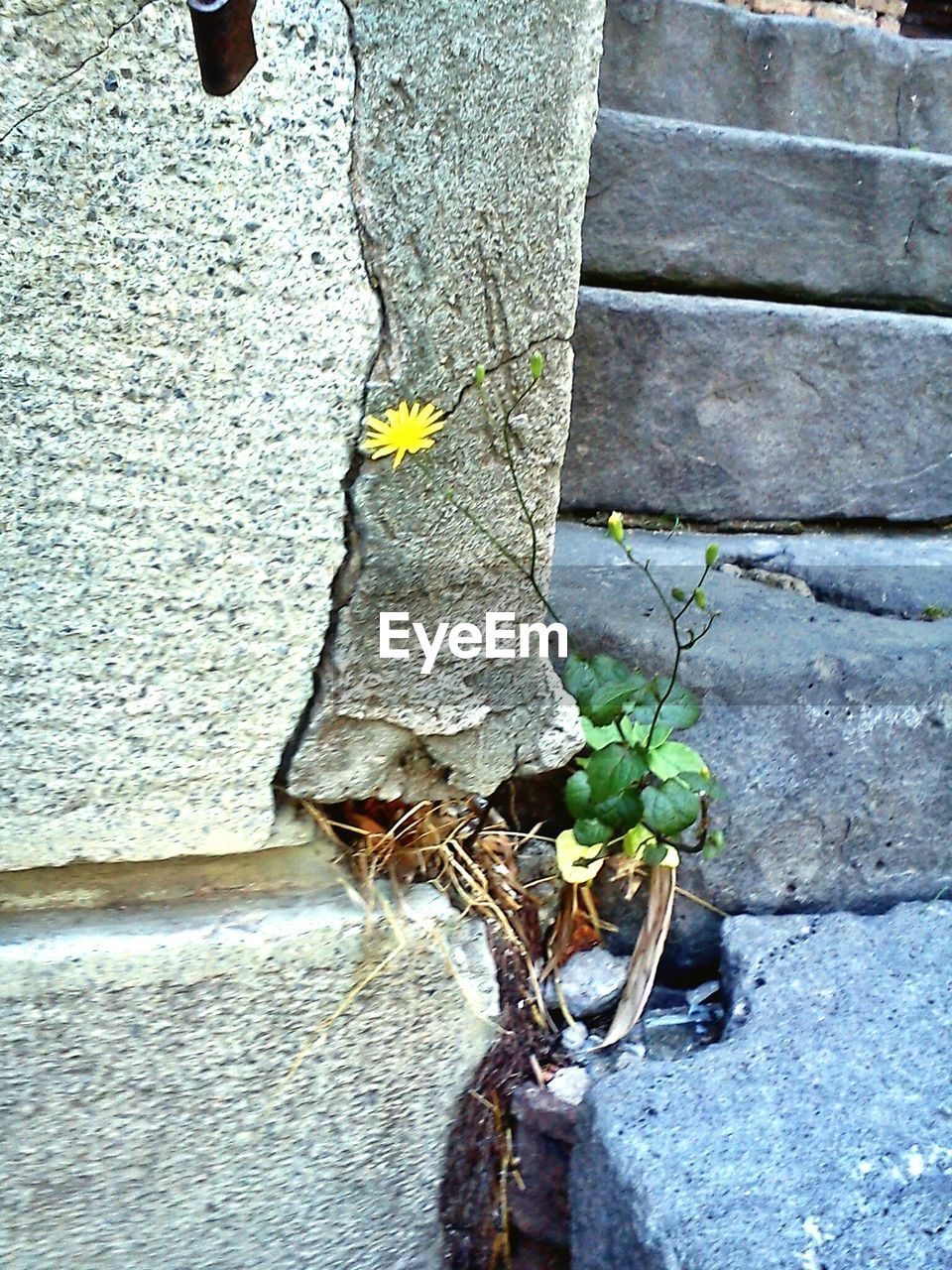 VIEW OF PLANTS