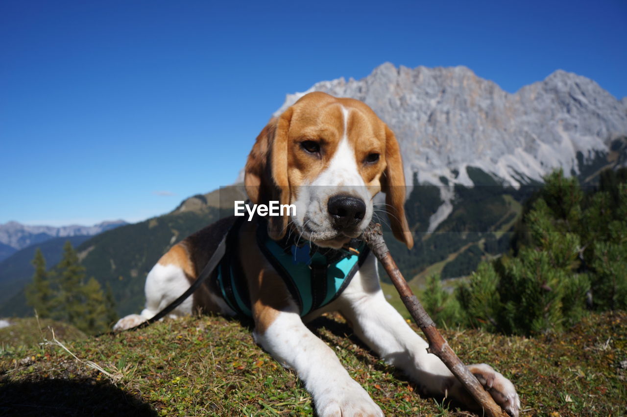 Portrait of dog against mountains