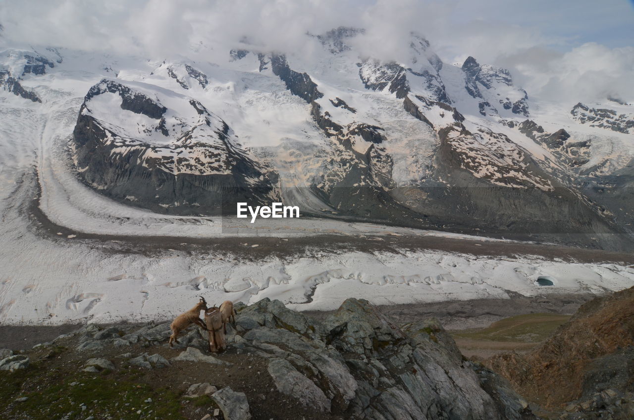 High angle view of bighorn sheep on rocky mountain during winter