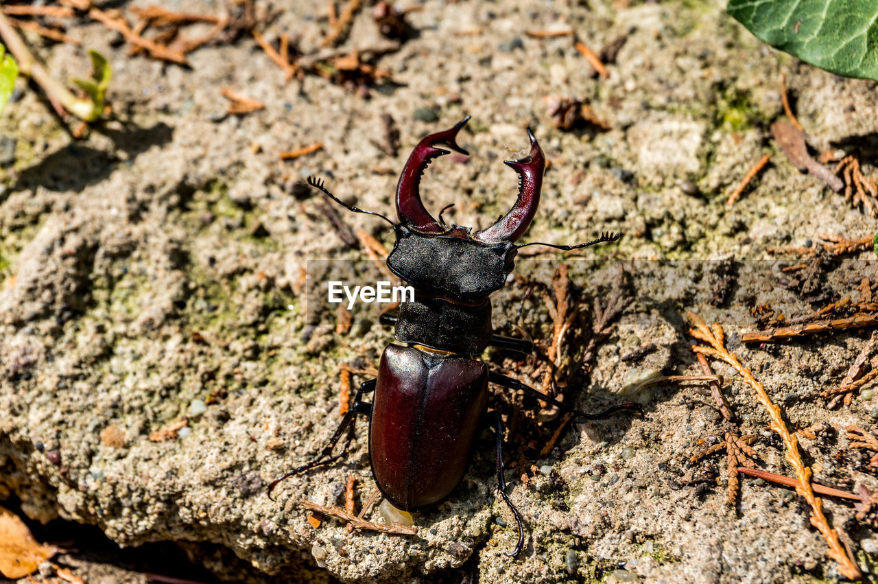 HIGH ANGLE VIEW OF INSECT ON ROCK IN FIELD