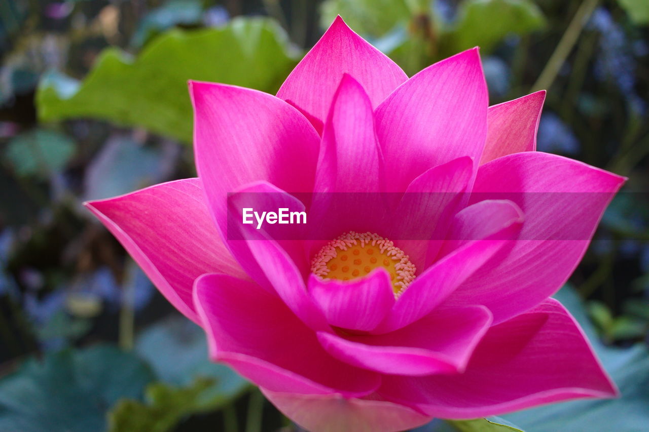 CLOSE-UP OF PINK LOTUS