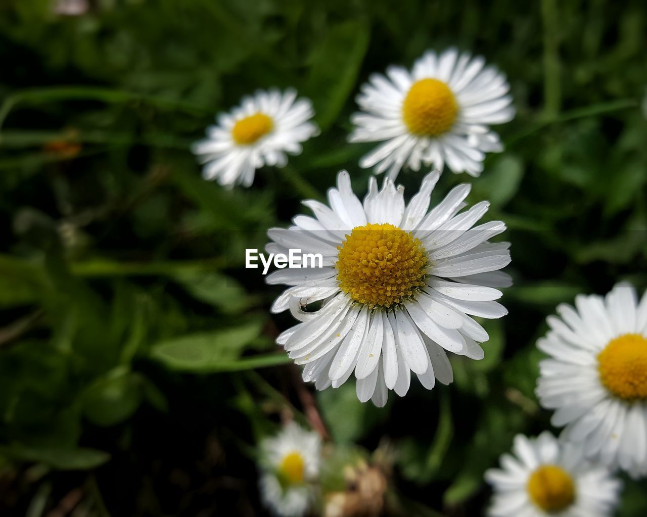 Close-up of white daisy flowers