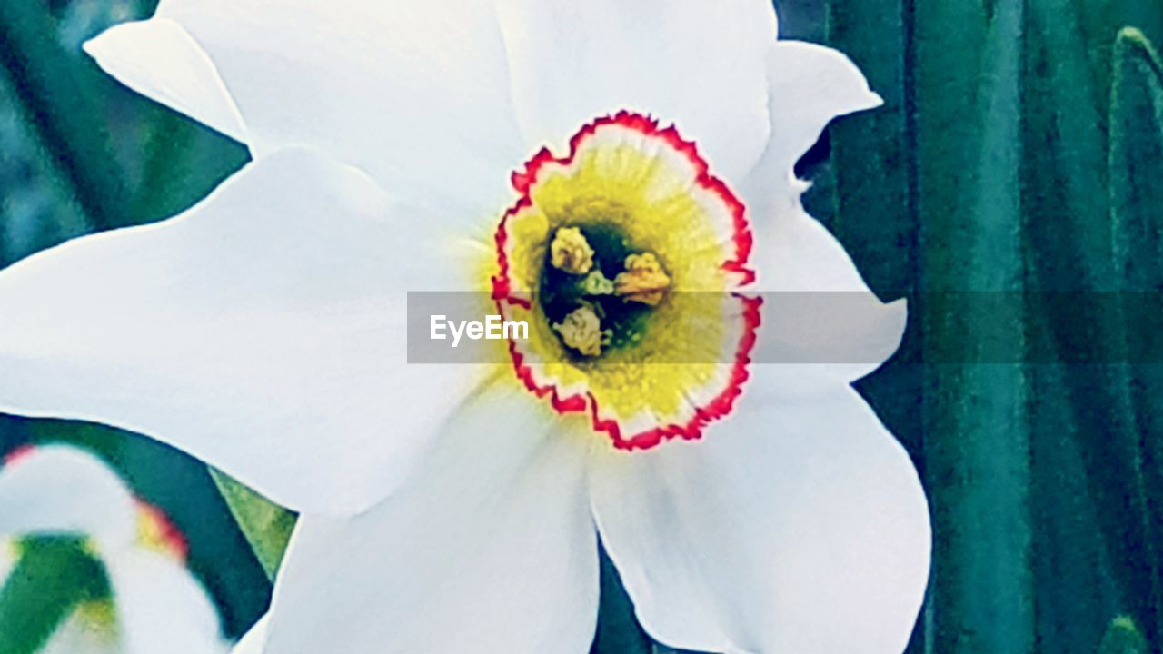 CLOSE-UP OF WHITE FLOWER WITH GREEN LEAF