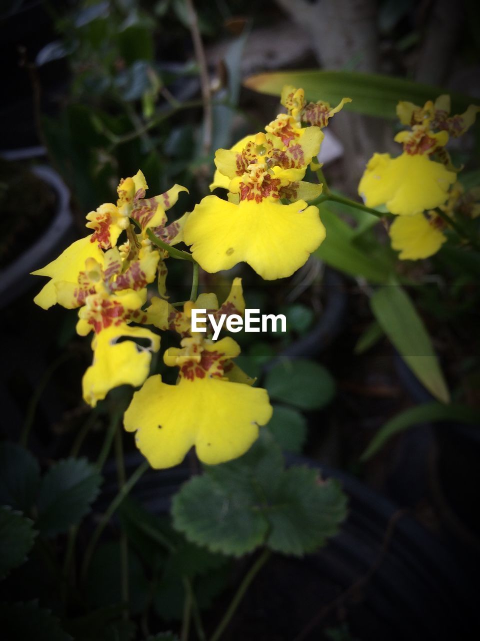 CLOSE-UP OF YELLOW FLOWERS BLOOMING