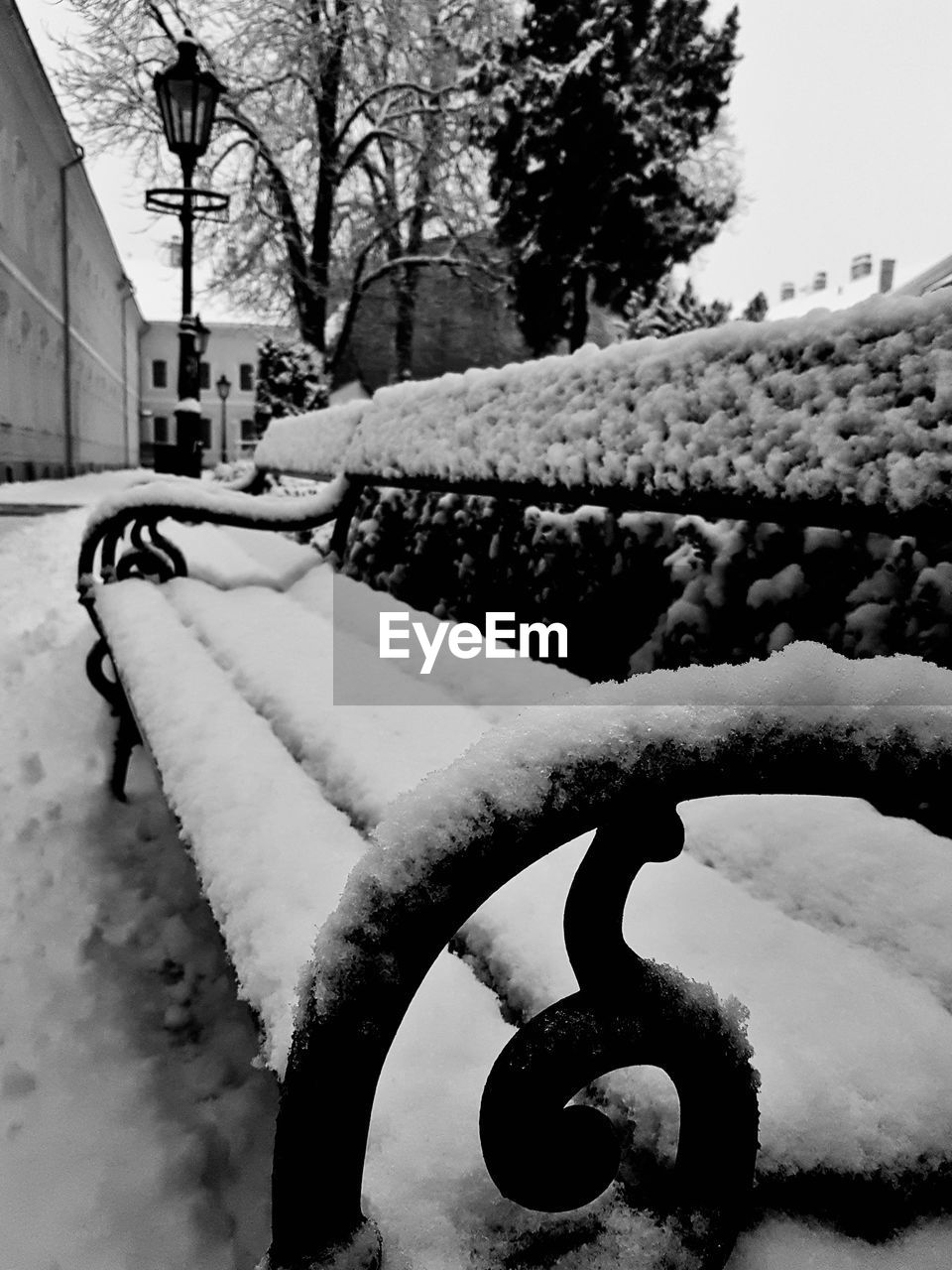 SNOW COVERED TREE