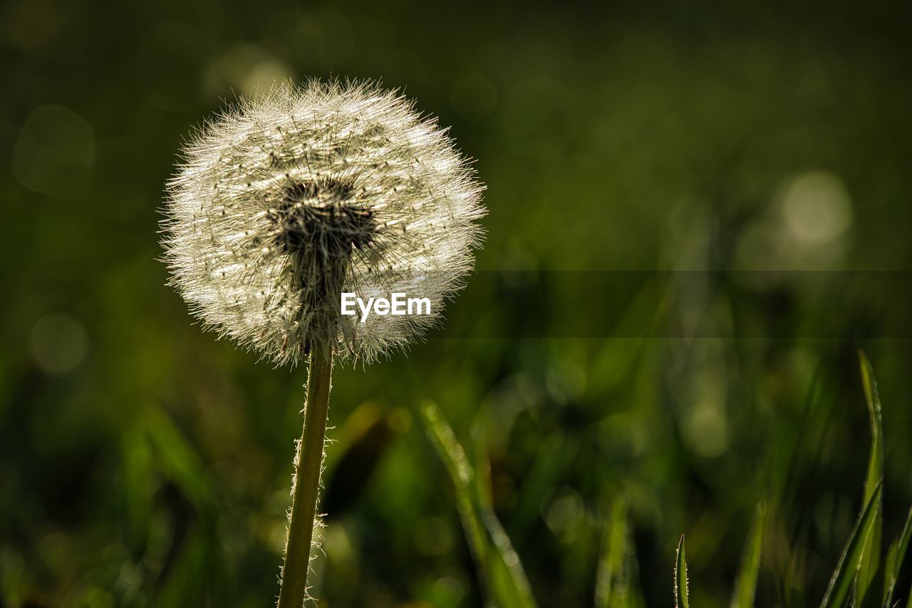 Close-up of dandelion flower on field