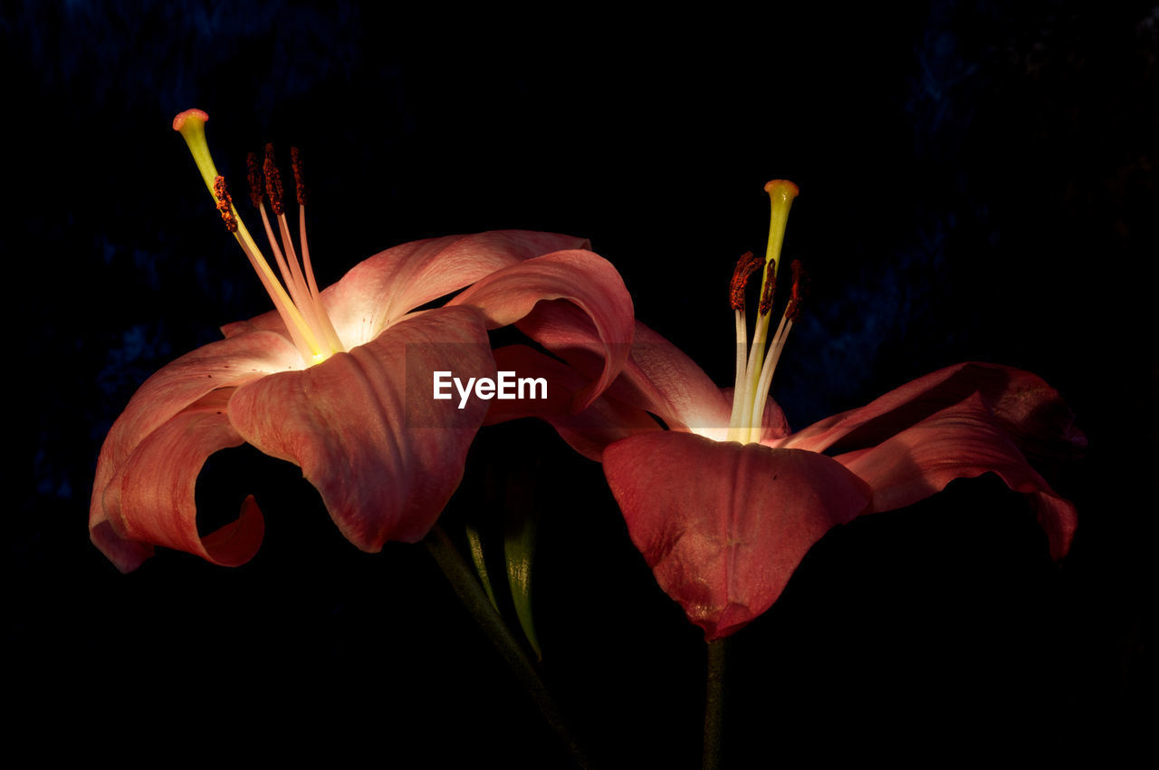 CLOSE-UP OF DAY LILY AGAINST BLACK SKY