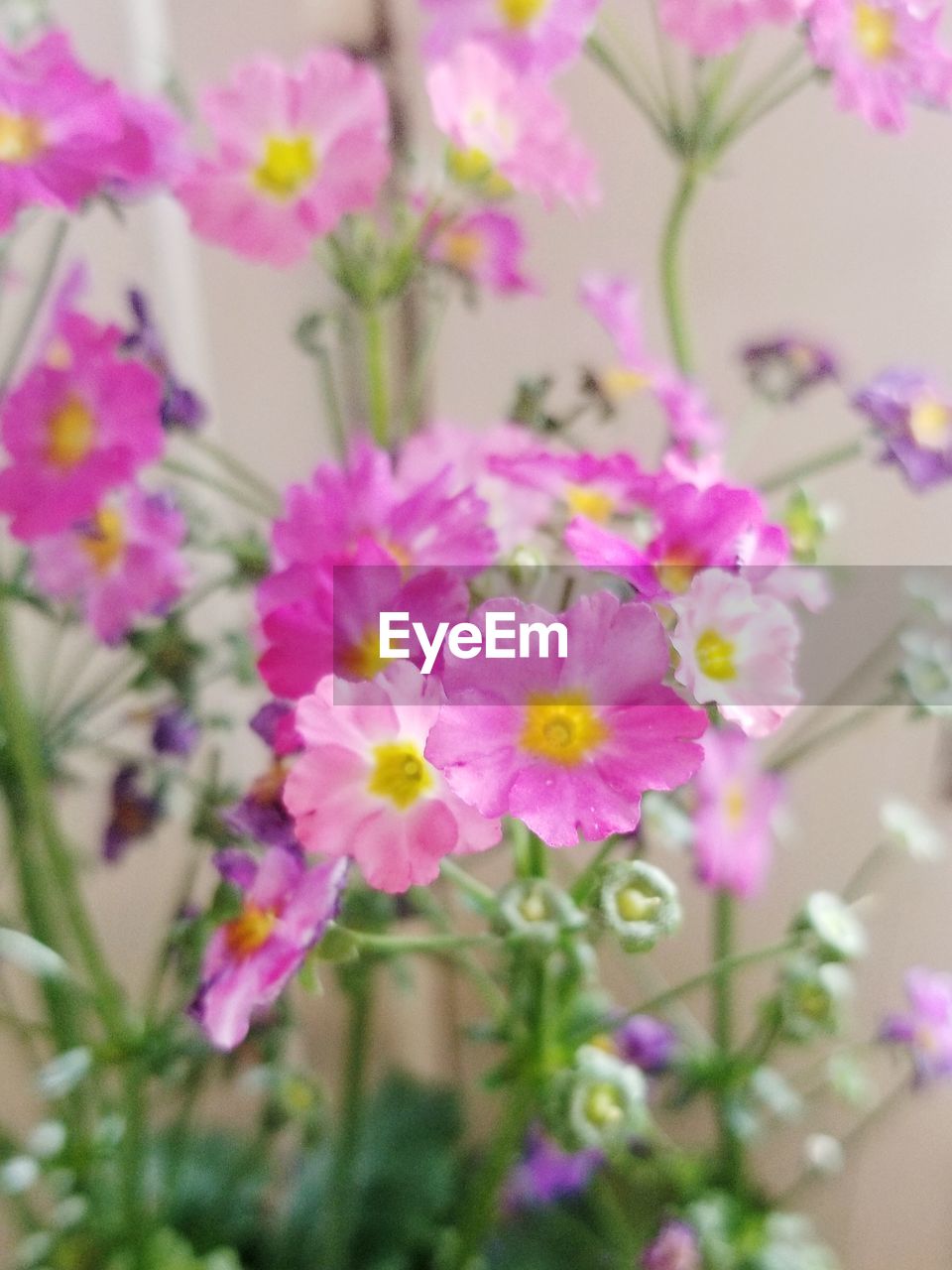 CLOSE-UP OF PINK FLOWER