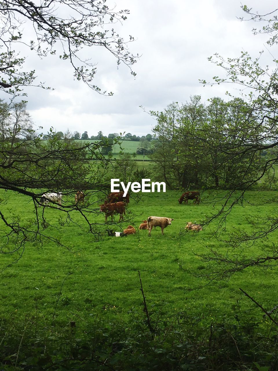 COWS GRAZING ON GRASSY FIELD AGAINST SKY