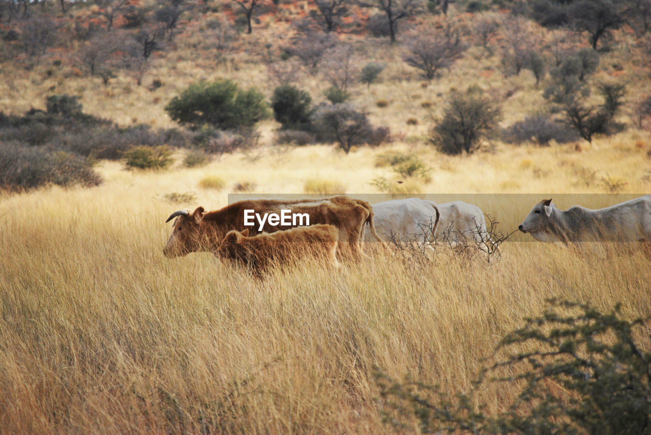 Cattle in a field