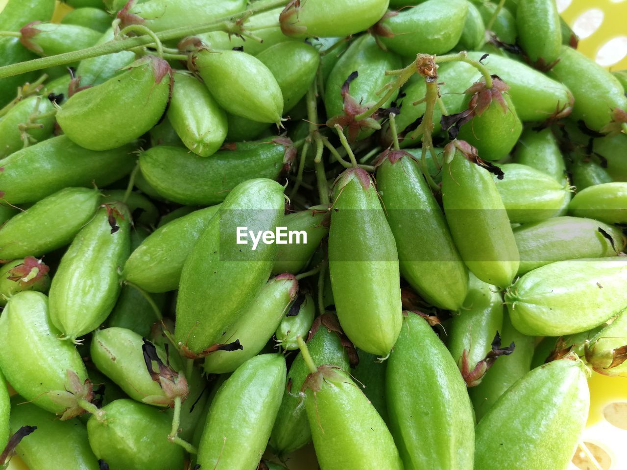 FULL FRAME SHOT OF GREEN VEGETABLES