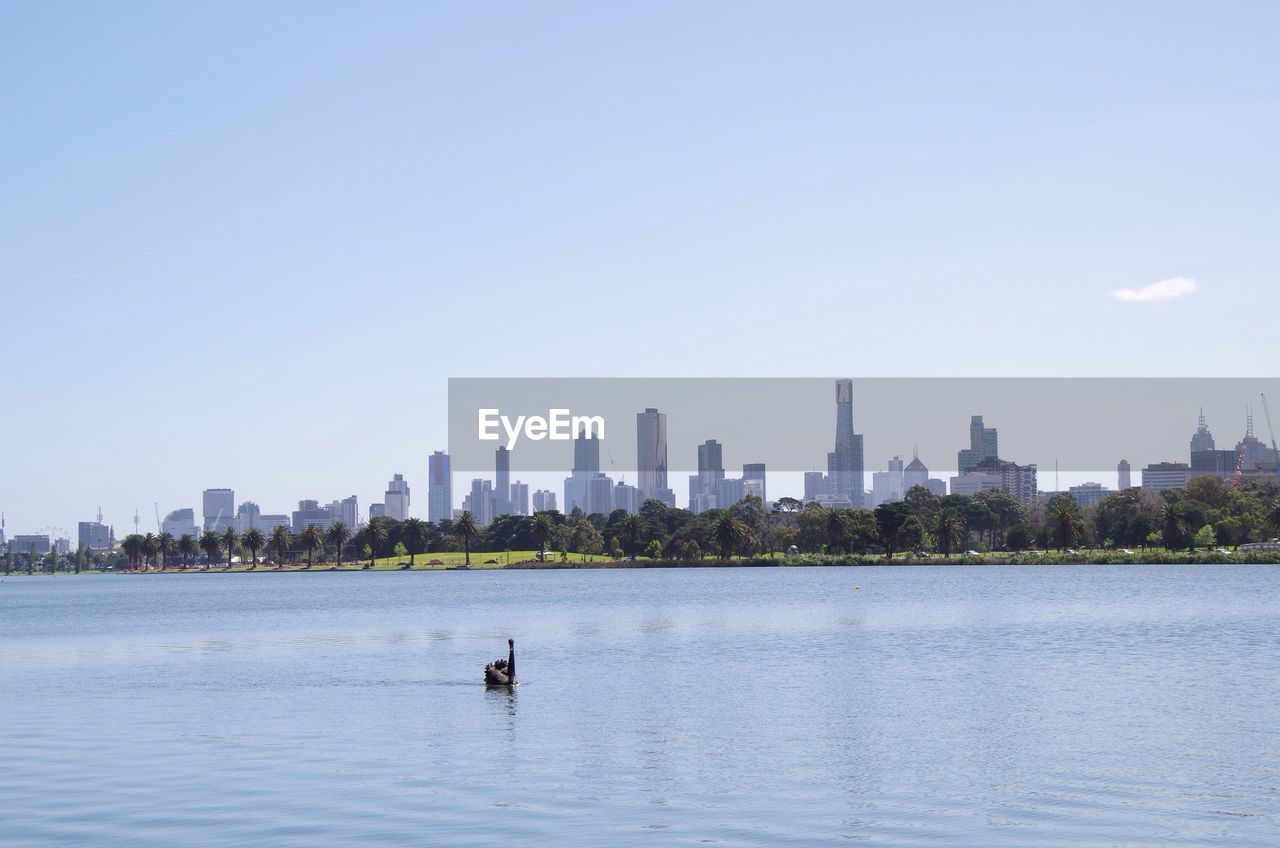 Black swan swimming on lake against sky in city