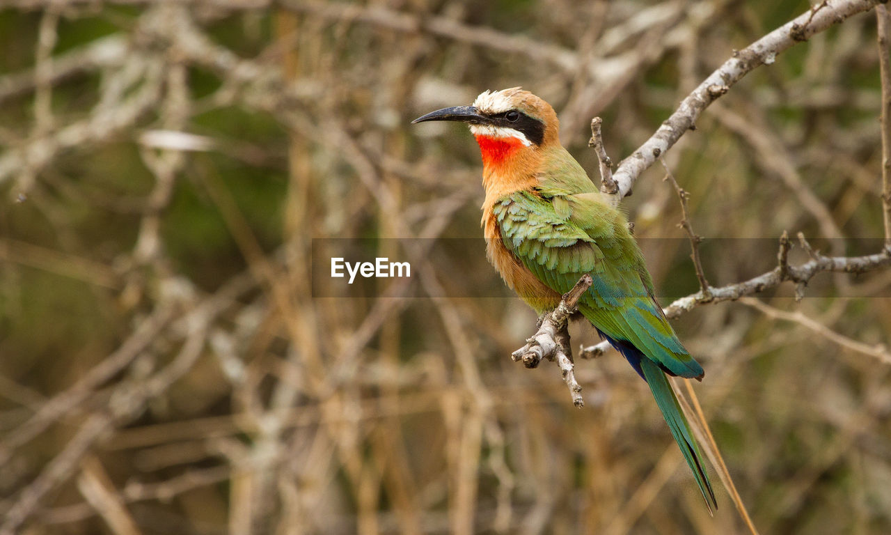 Close-up of bird perching on twig