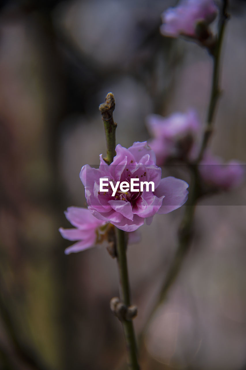 CLOSE-UP OF PURPLE FLOWERING PLANT