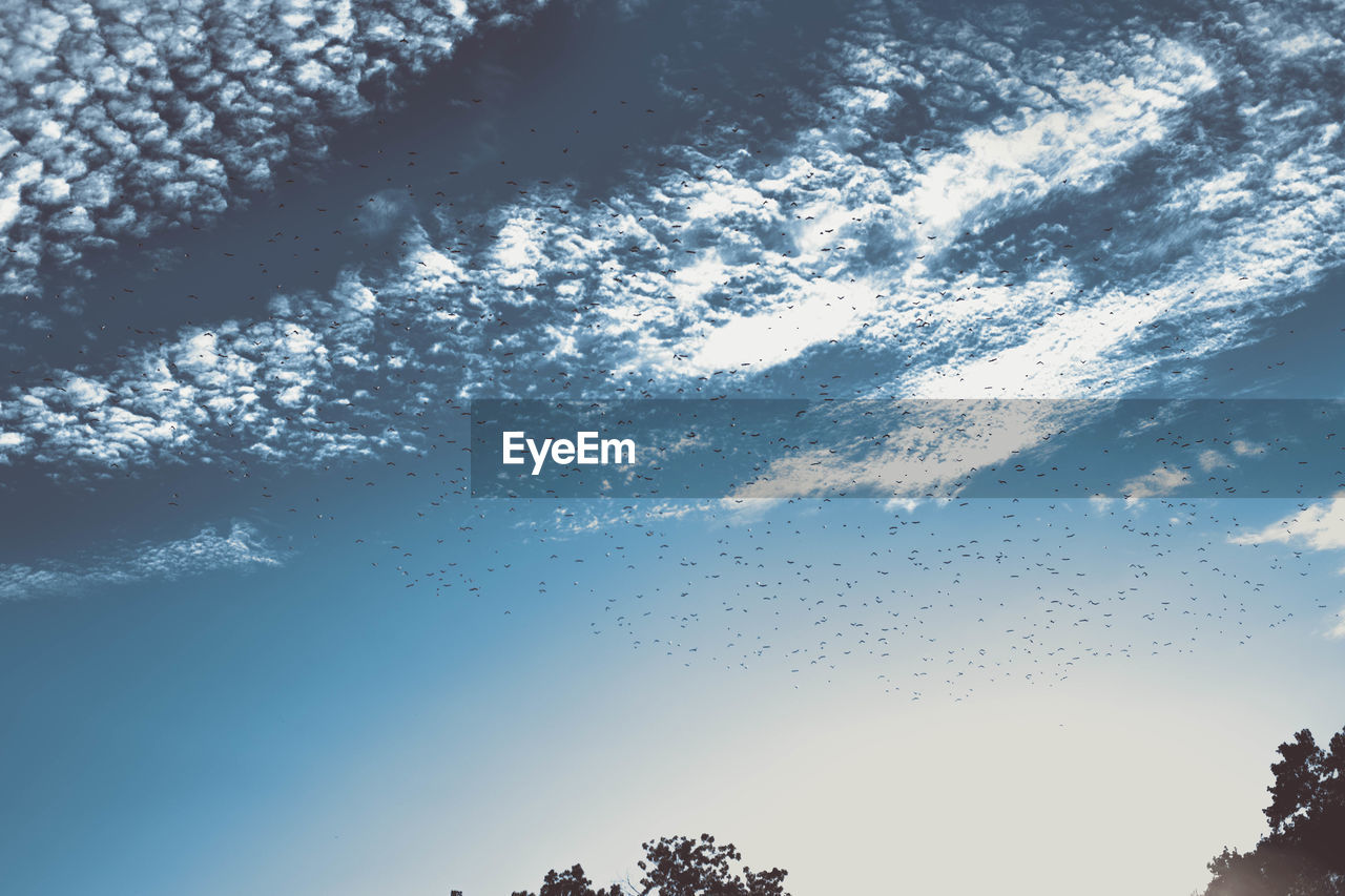 LOW ANGLE VIEW OF SKY AND TREES AGAINST THE BACKGROUND