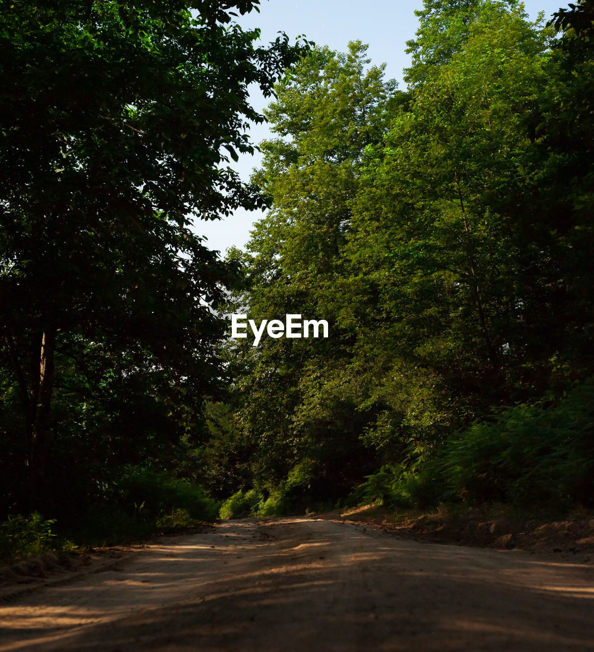 ROAD BY TREES IN FOREST