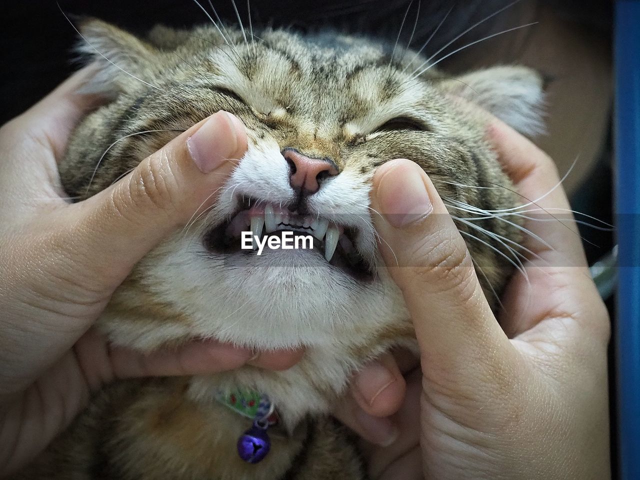 CLOSE-UP OF HAND HOLDING CAT WITH PERSON