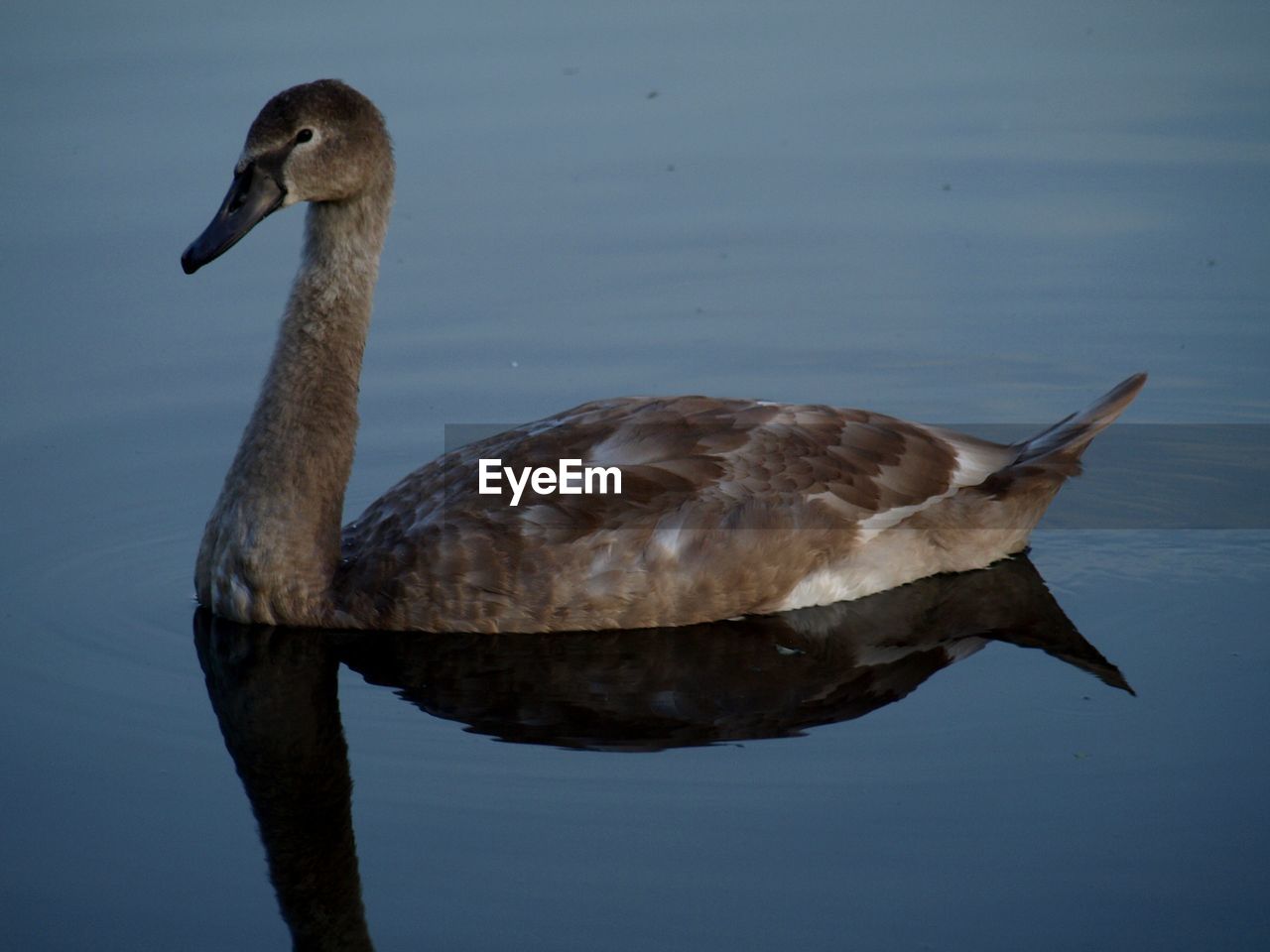 SIDE VIEW OF A DUCK IN LAKE