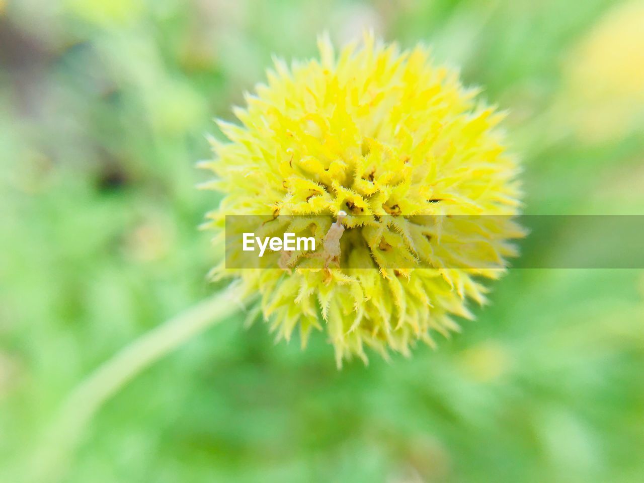 CLOSE-UP OF YELLOW FLOWER AGAINST BLURRED BACKGROUND