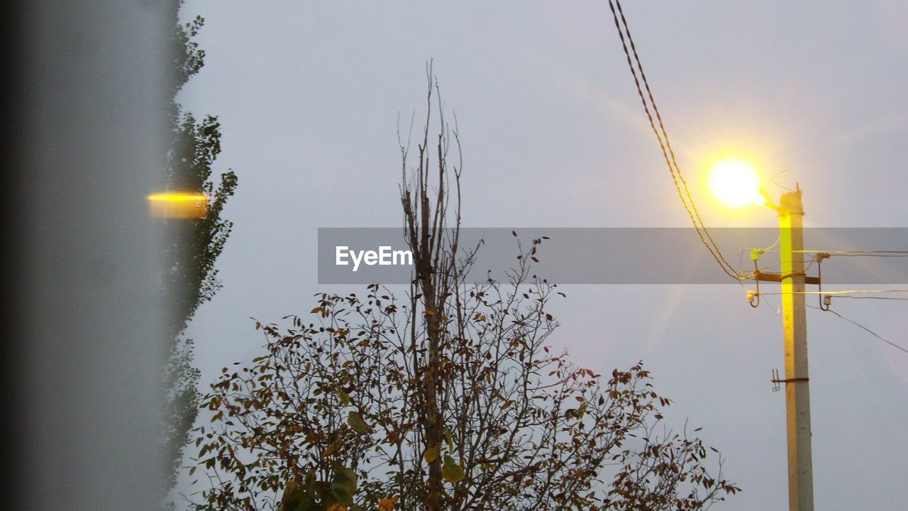 PLANTS AND TREES AGAINST CLEAR SKY AT SUNSET