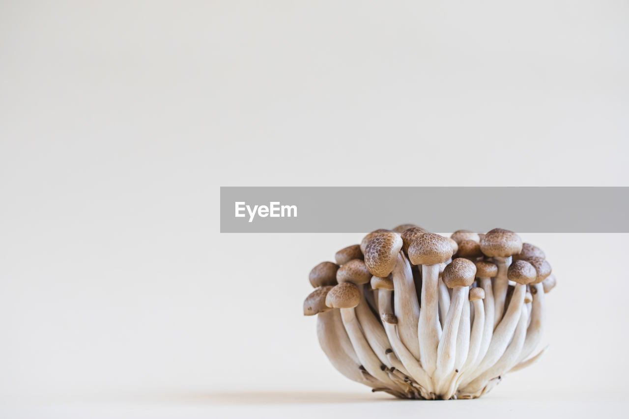 close-up of mushroom against white background