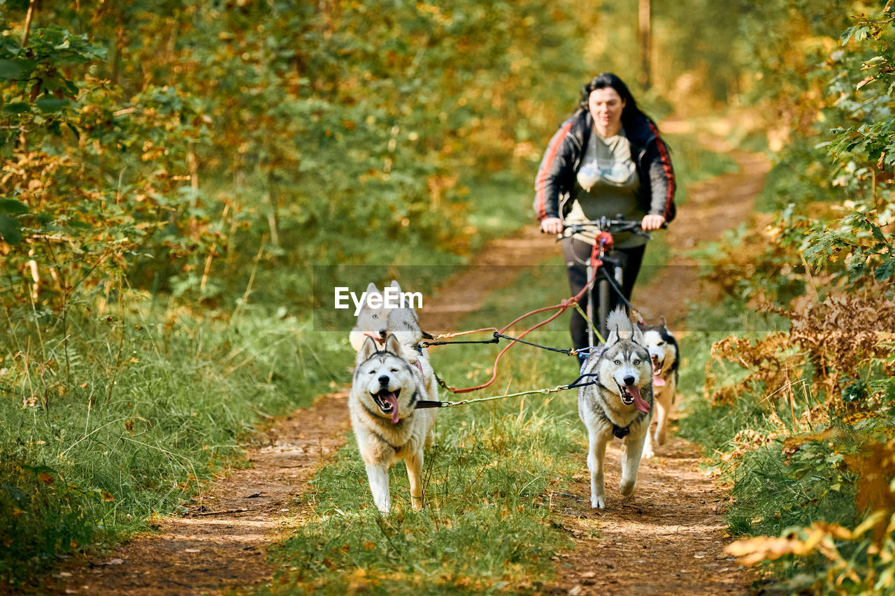 PORTRAIT OF DOG STANDING IN FOREST DURING AUTUMN