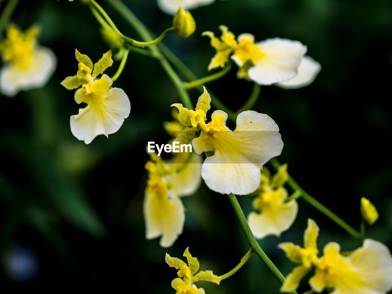 Close-up of yellow flowering plant