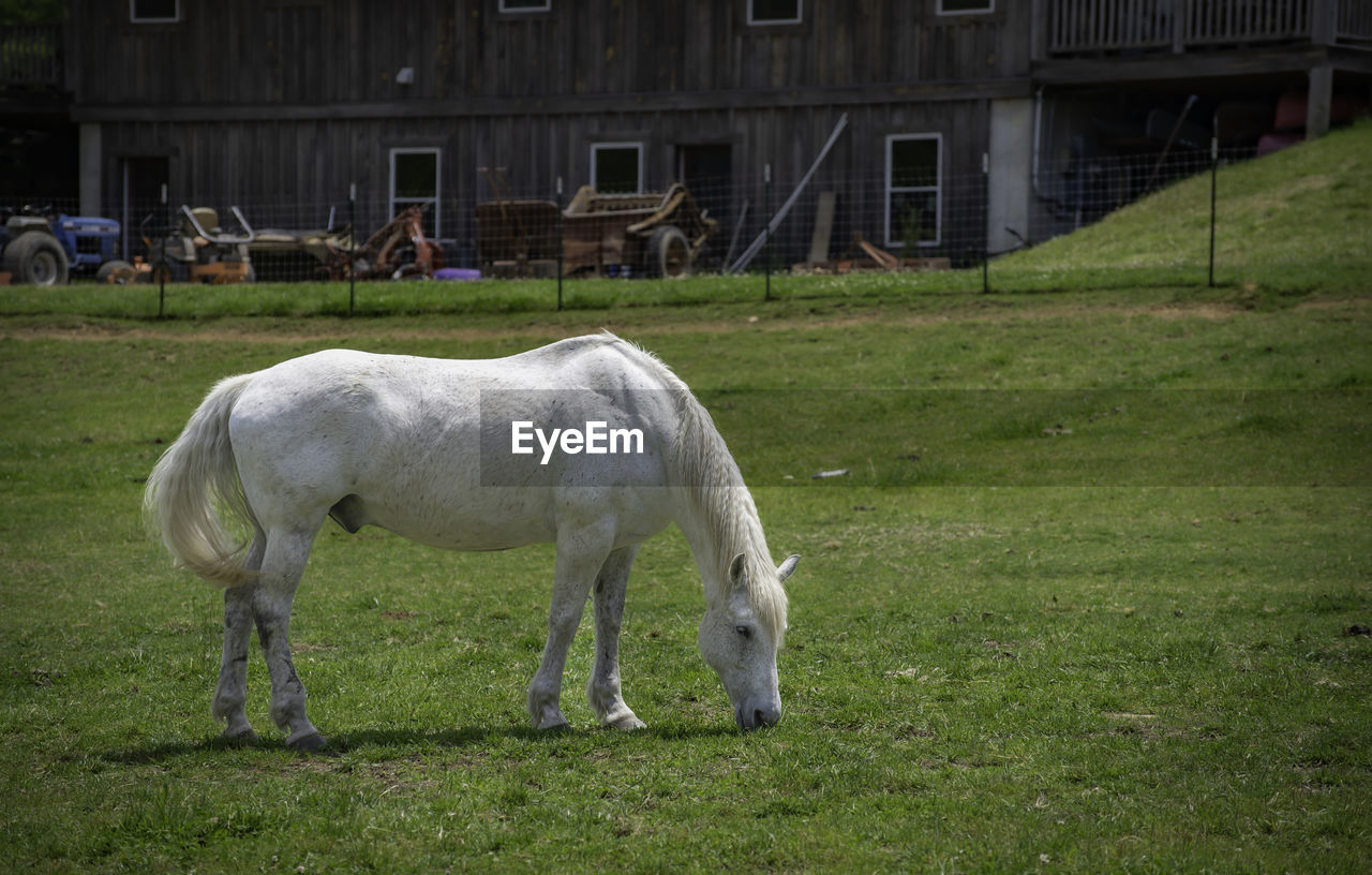 Beautiful white stallion horses grazing on field