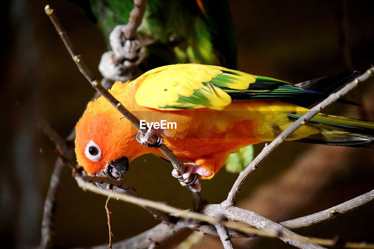 Close-up of parrot perching on branch