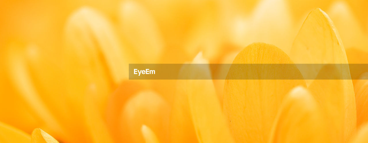 close-up of yellow flower