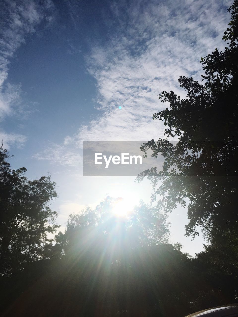 LOW ANGLE VIEW OF SILHOUETTE TREES AGAINST SUNLIGHT