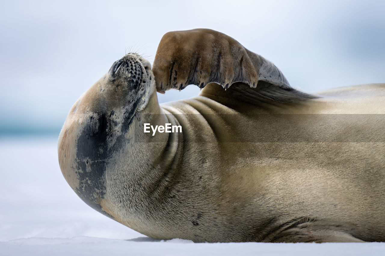 Close-up of crabeater seal scratching its chin